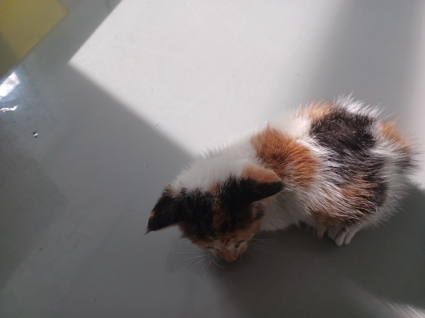 [고양이] 한국 고양이 강원-인제-2025-00054 유기동물 배경 이미지 입니다.