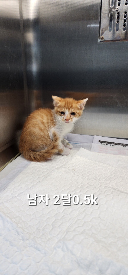 [고양이] 한국 고양이 충북-옥천-2025-00228 유기동물 배경 이미지 입니다.