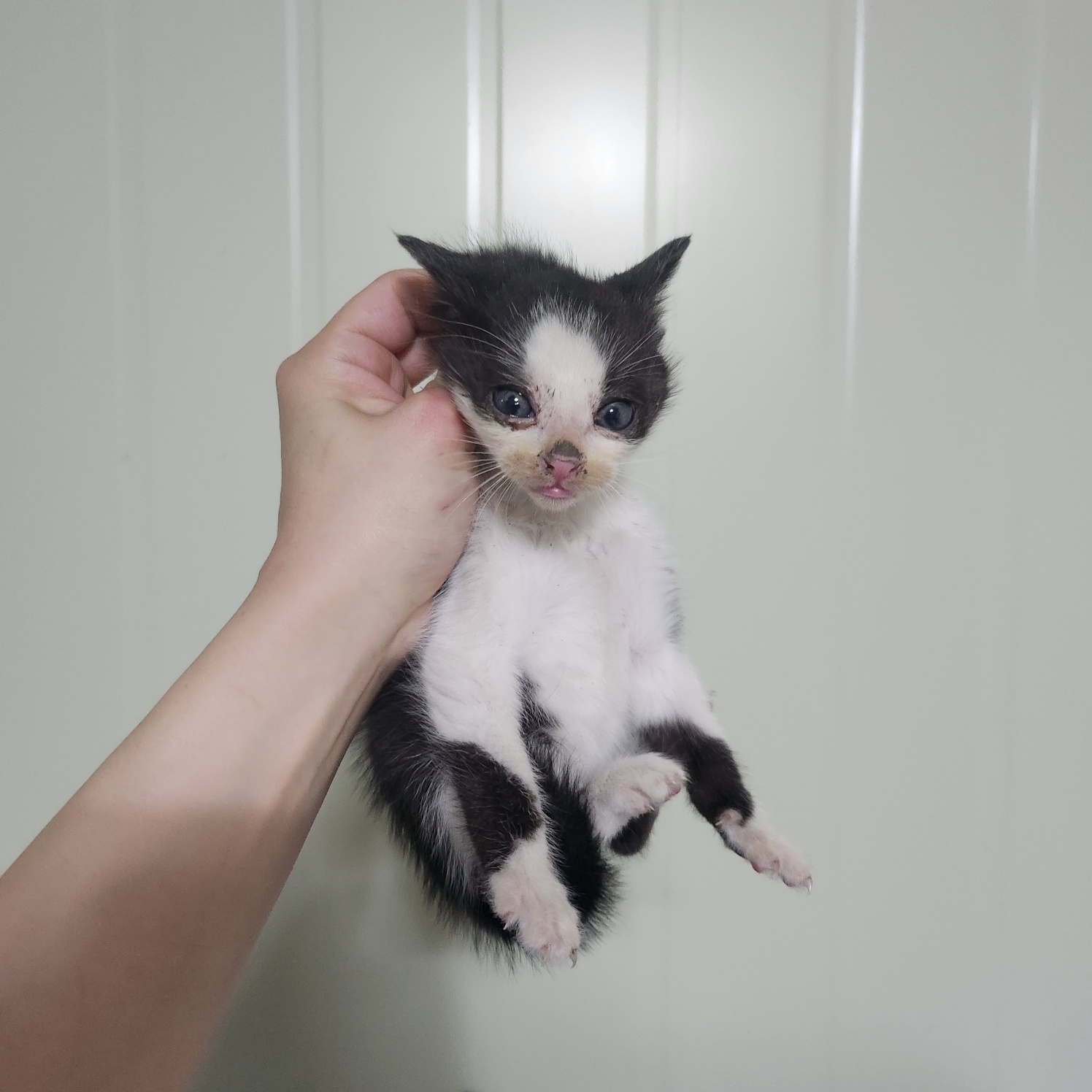 [고양이] 한국 고양이 부산-중구-2025-00082 유기동물 배경 이미지 입니다.