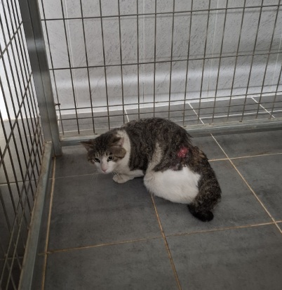 [고양이] 한국 고양이 전남-영암-2025-00215 유기동물 배경 이미지 입니다.