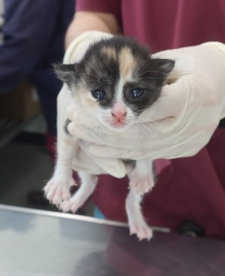 [고양이] 한국 고양이 제주-제주-2025-01379 유기동물 배경 이미지 입니다.