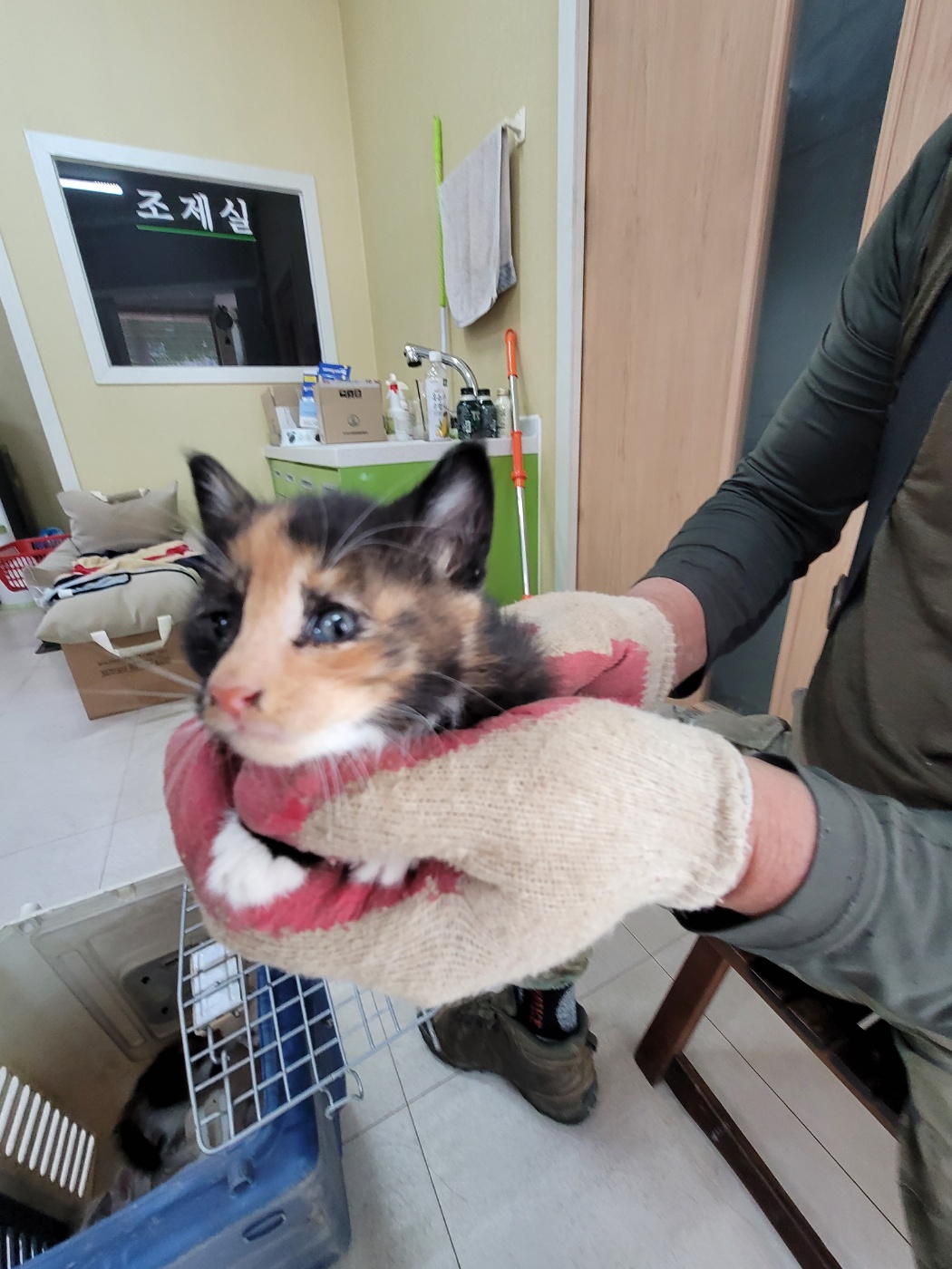 [고양이] 한국 고양이 충북-증평-2025-00068 유기동물 배경 이미지 입니다.
