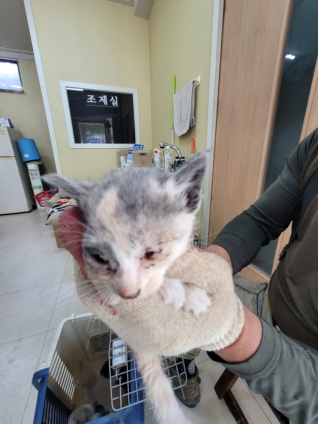 [고양이] 한국 고양이 충북-증평-2025-00067 유기동물 배경 이미지 입니다.