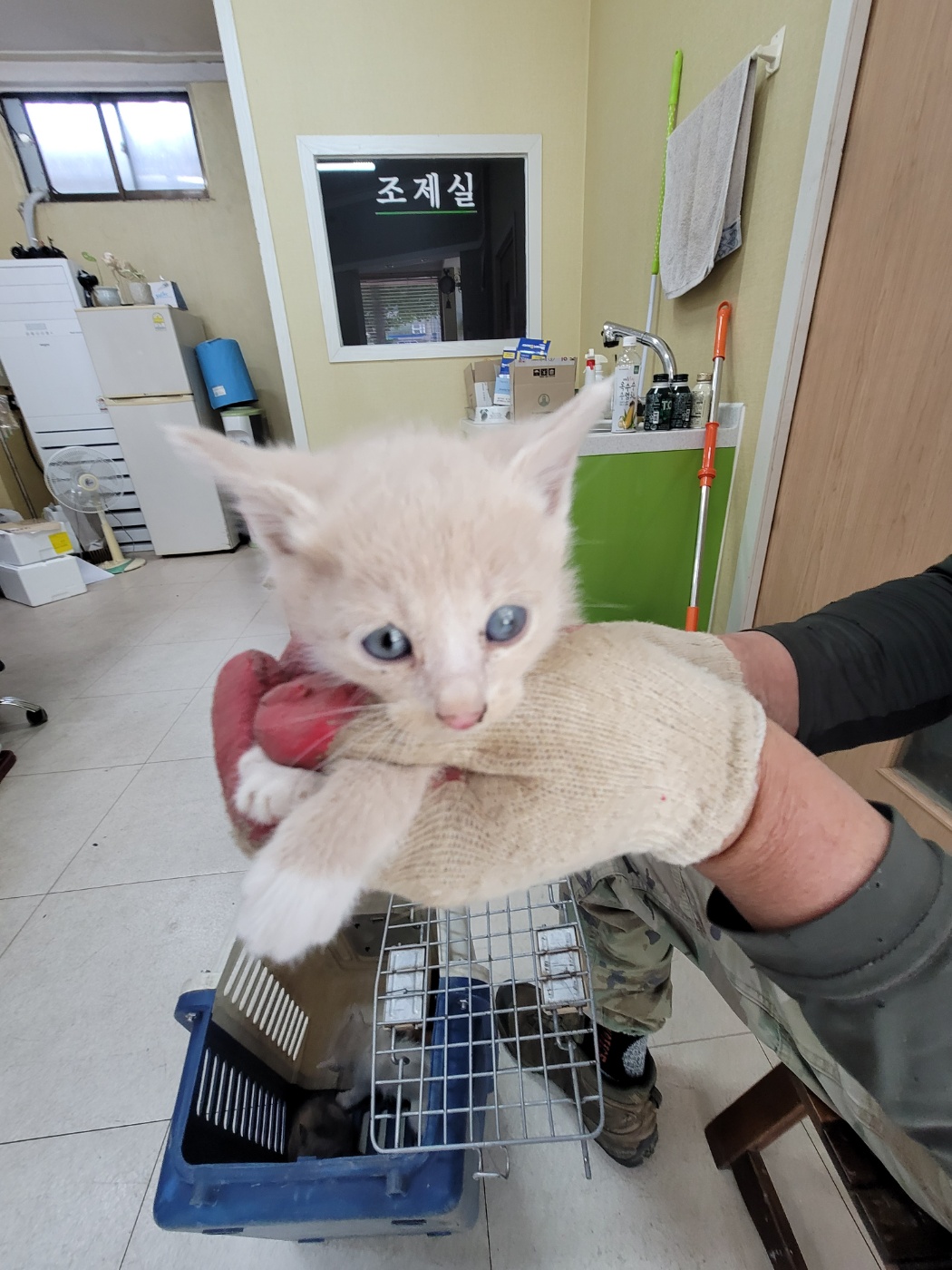 [고양이] 한국 고양이 충북-증평-2025-00066 유기동물 배경 이미지 입니다.