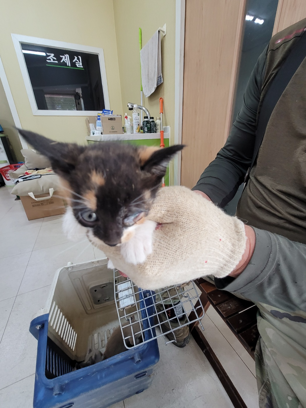 [고양이] 한국 고양이 충북-증평-2025-00069 유기동물 배경 이미지 입니다.