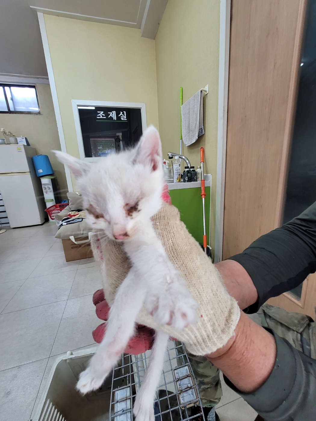 [고양이] 한국 고양이 충북-증평-2025-00070 유기동물 배경 이미지 입니다.