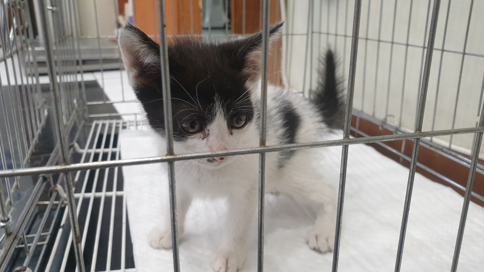 [고양이] 한국 고양이 전북-전주-2025-00477 유기동물 배경 이미지 입니다.
