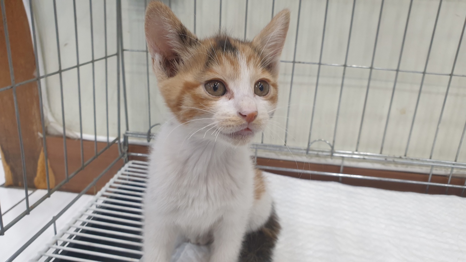 [고양이] 한국 고양이 전북-전주-2025-00476 유기동물 배경 이미지 입니다.