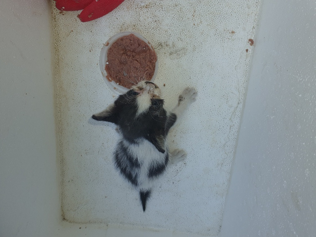 [고양이] 한국 고양이 대전-동구-2025-00136 유기동물 배경 이미지 입니다.