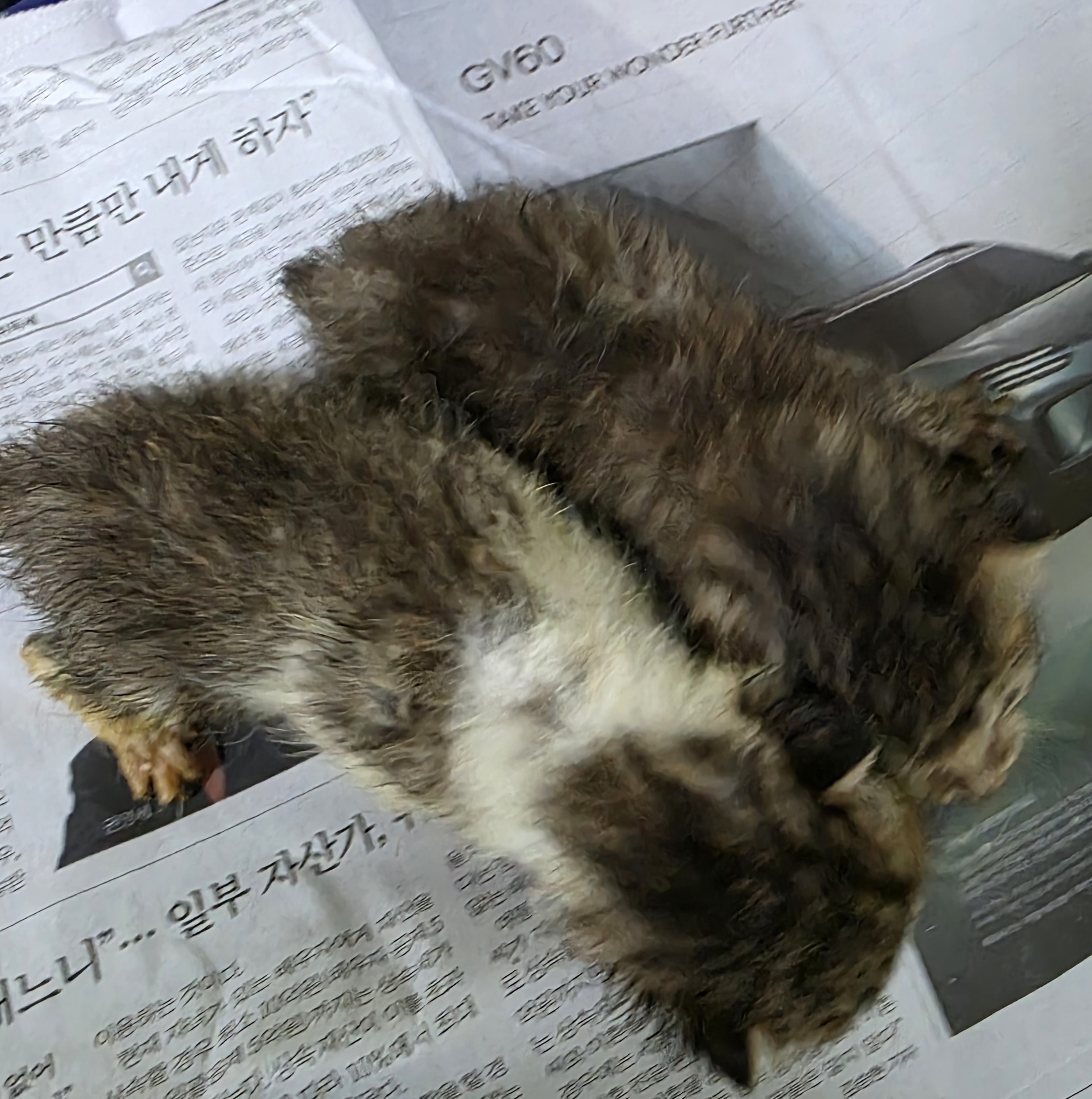 [고양이] 한국 고양이 대구-북구-2025-00131 유기동물 배경 이미지 입니다.