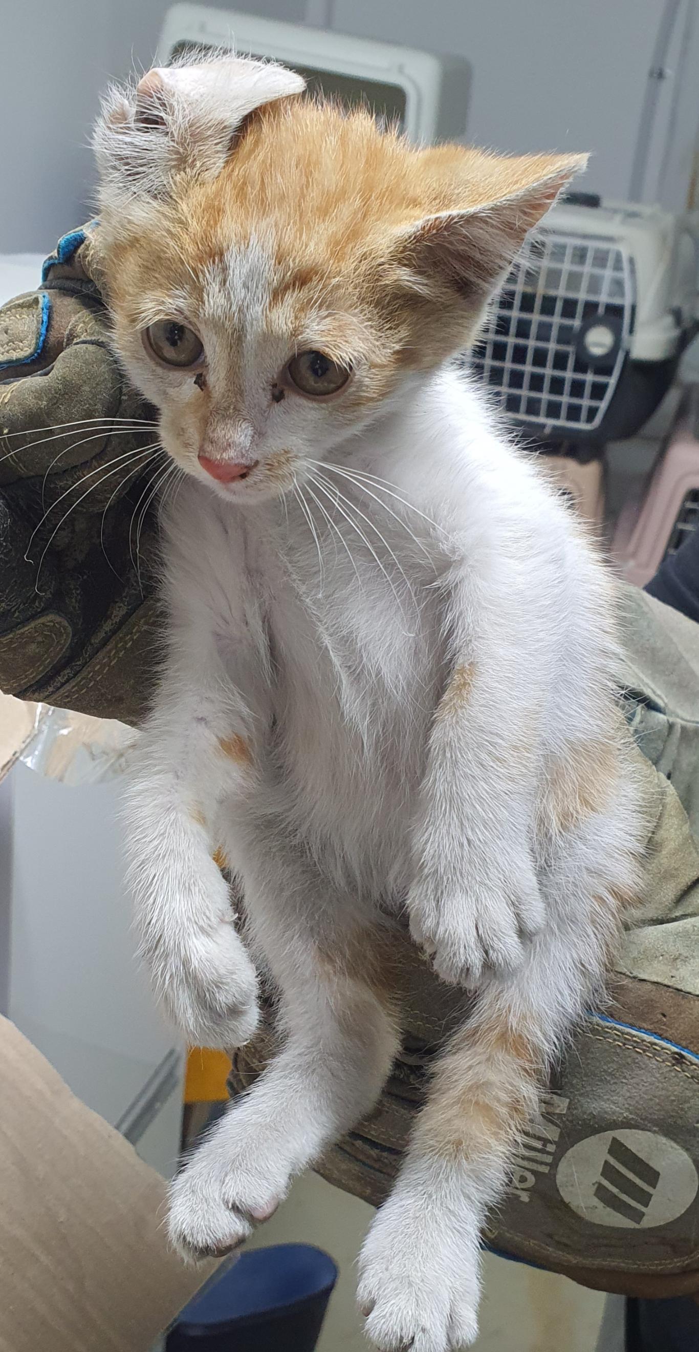 [고양이] 한국 고양이 인천-미추홀-2025-00123 유기동물 배경 이미지 입니다.