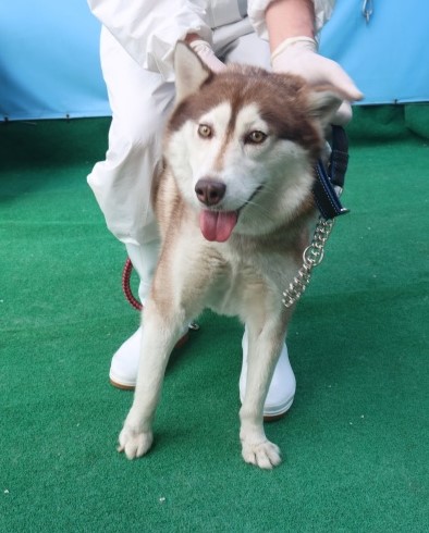 제주 동물보호센터_450650202501415