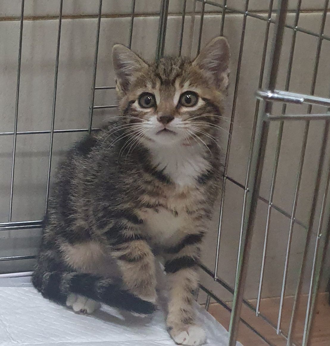 [고양이] 한국 고양이 서울-관악-2025-00118 유기동물 배경 이미지 입니다.