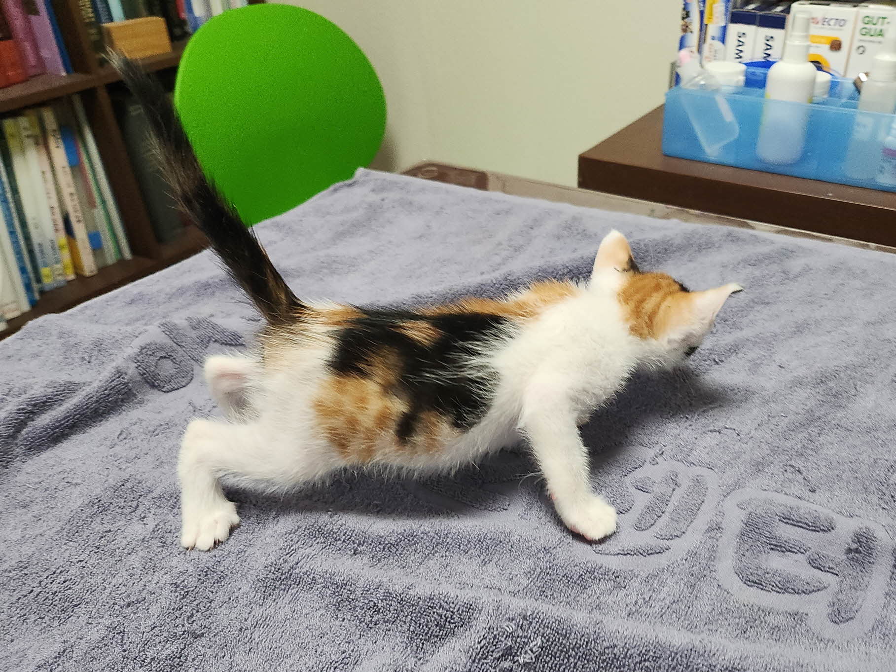 [고양이] 한국 고양이 대구-서구-2025-00278 유기동물 배경 이미지 입니다.