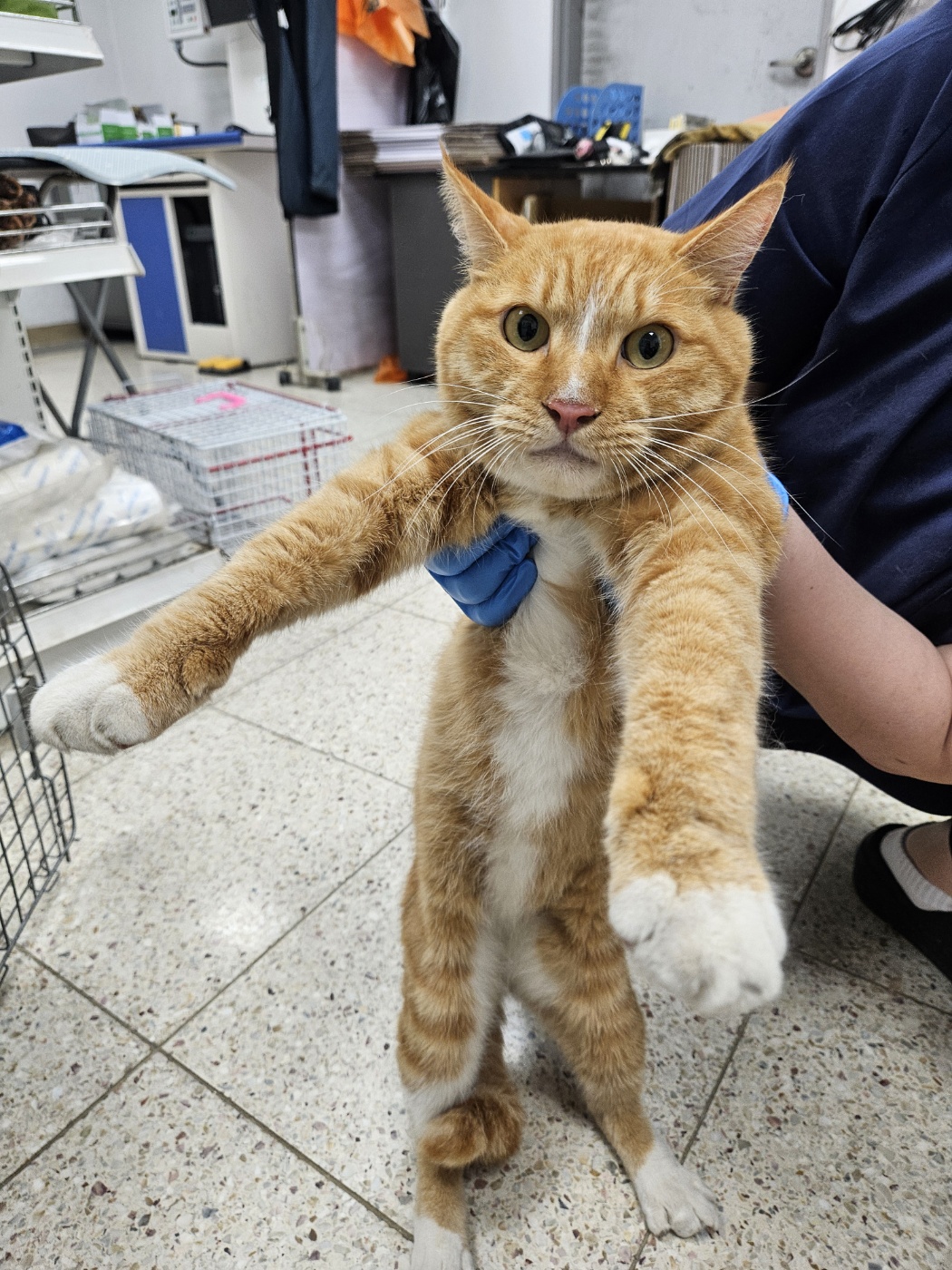 [고양이] 한국 고양이 충북-청주-2025-00471 유기동물 배경 이미지 입니다.