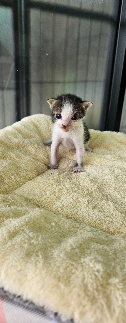 [고양이] 한국 고양이 전북-익산-2025-00768 유기동물 배경 이미지 입니다.