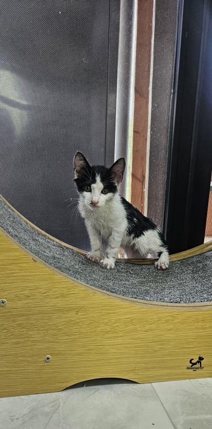 [고양이] 한국 고양이 전북-익산-2025-00772 유기동물 배경 이미지 입니다.