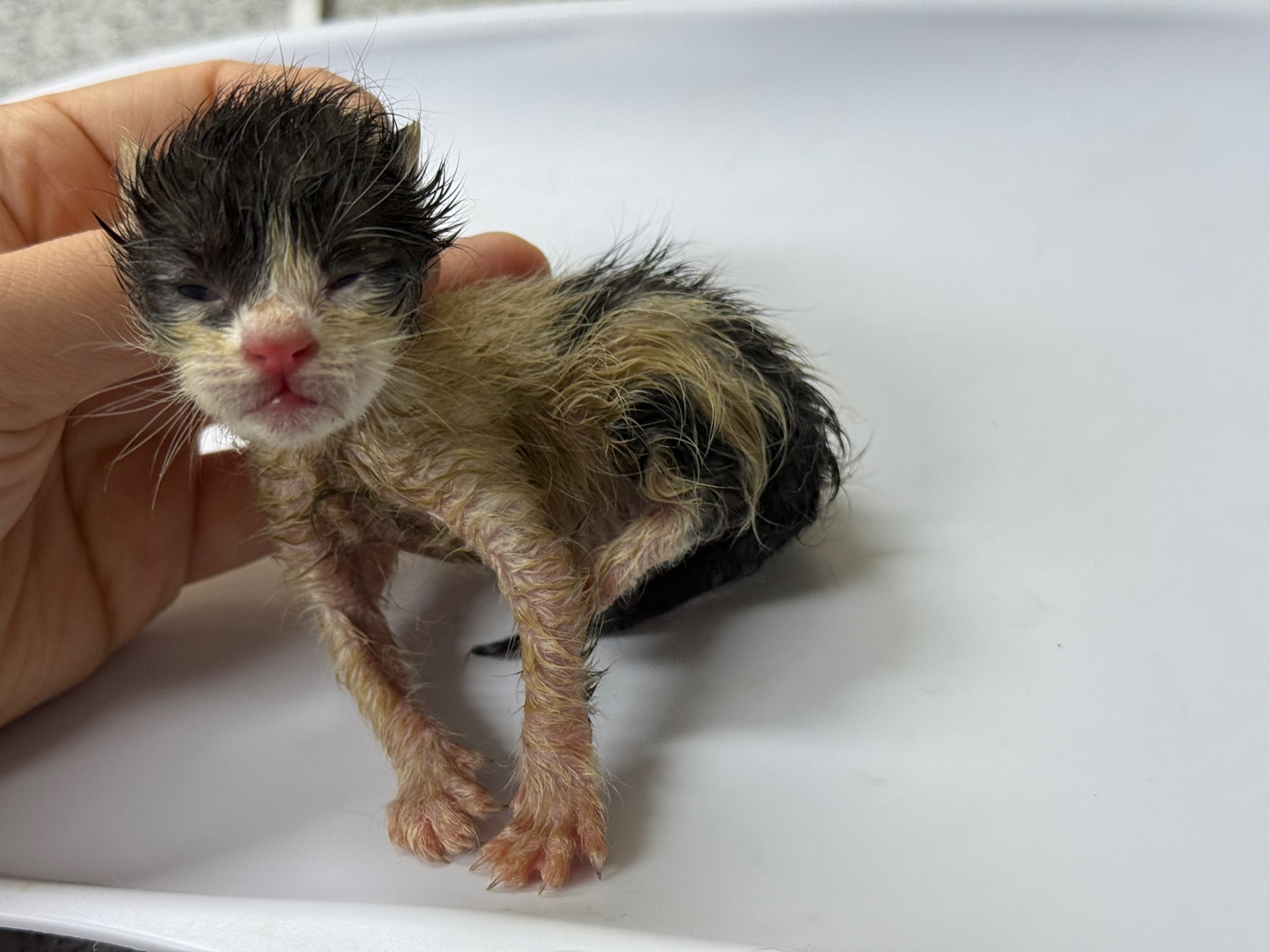 [고양이] 한국 고양이 광주-서구-2025-00159 유기동물 배경 이미지 입니다.