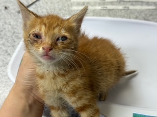 [고양이] 한국 고양이 광주-북구-2025-00238 유기동물 배경 이미지 입니다.