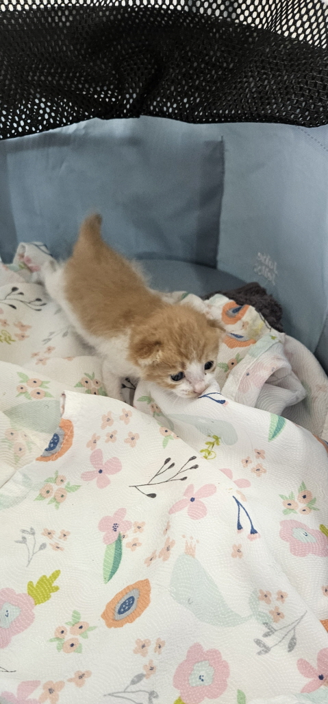 보호중 한국 고양이…