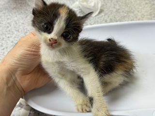 [고양이] 한국 고양이 광주-광산-2025-00227 유기동물 배경 이미지 입니다.