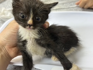[고양이] 한국 고양이 광주-광산-2025-00226 유기동물 배경 이미지 입니다.