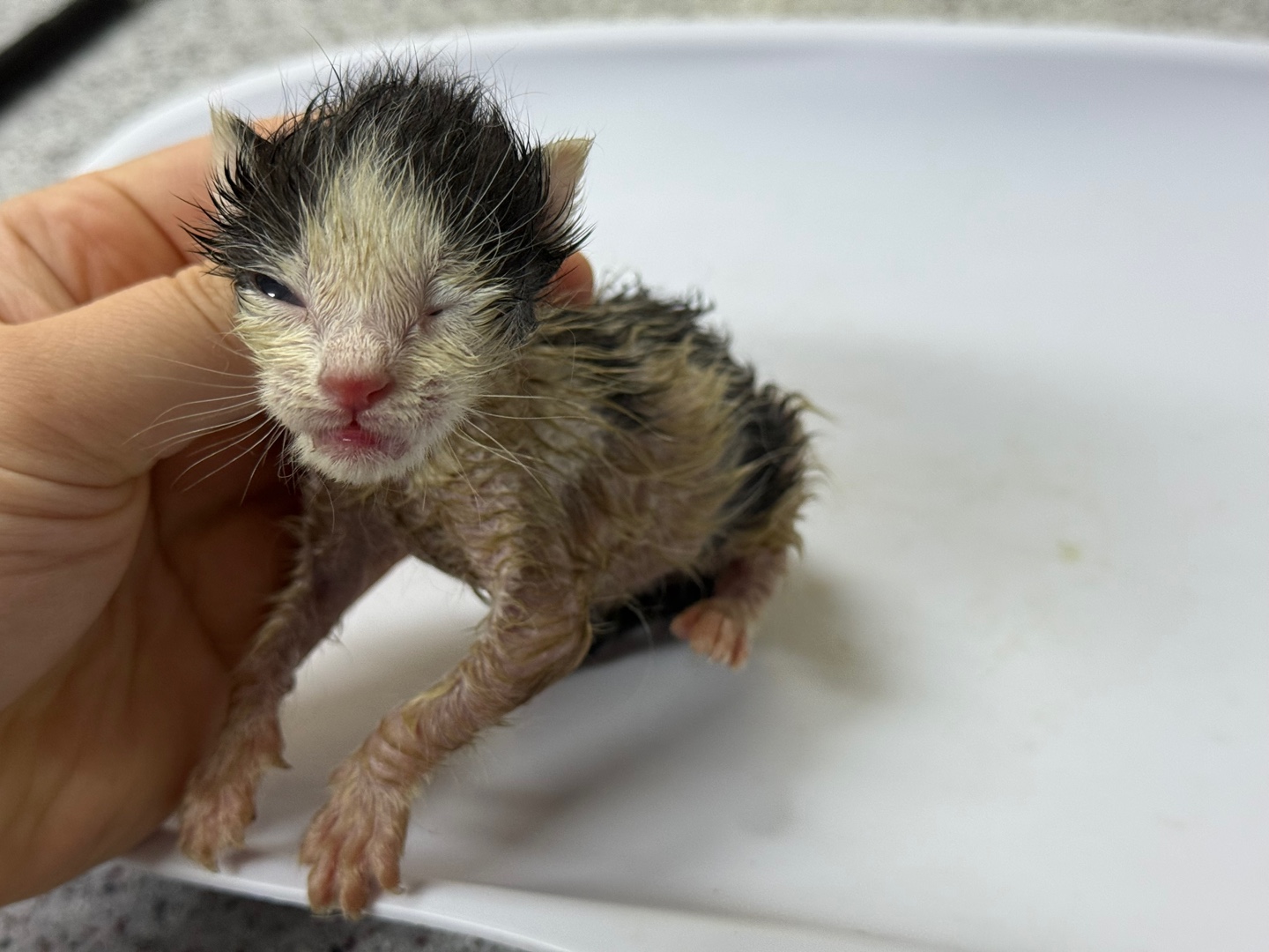 [고양이] 한국 고양이 광주-서구-2025-00161 유기동물 배경 이미지 입니다.