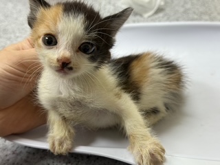 [고양이] 한국 고양이 광주-광산-2025-00228 유기동물 배경 이미지 입니다.