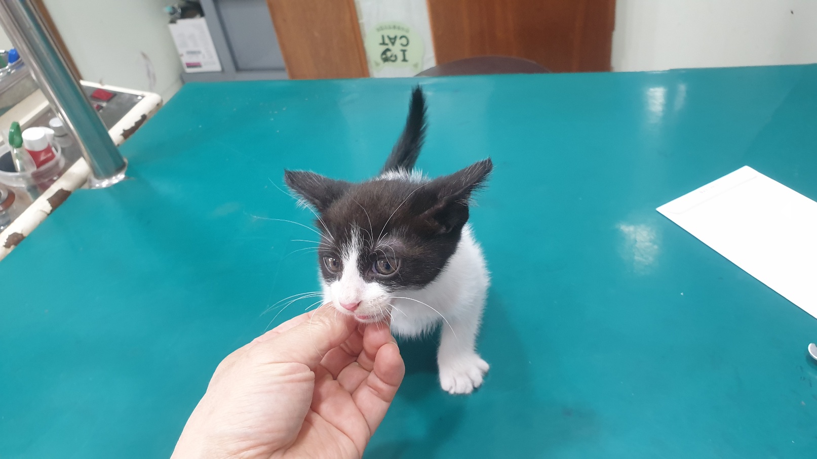 [고양이] 한국 고양이 전북-전주-2025-00479 유기동물 배경 이미지 입니다.
