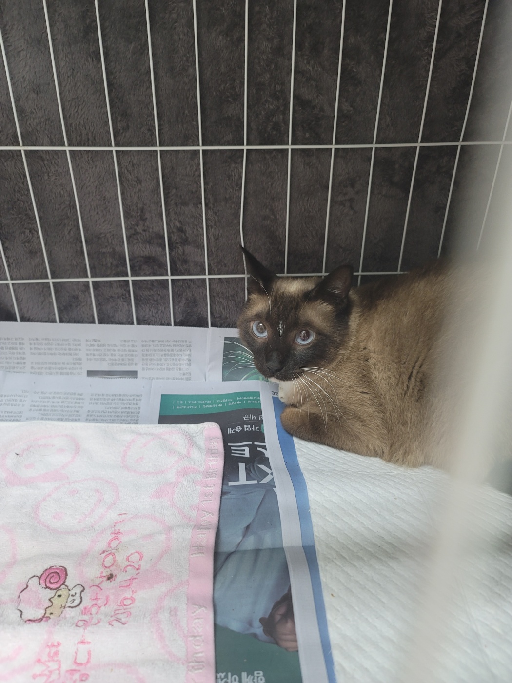 [고양이] 샴 경남-거제-2025-00231 유기동물 배경 이미지 입니다.