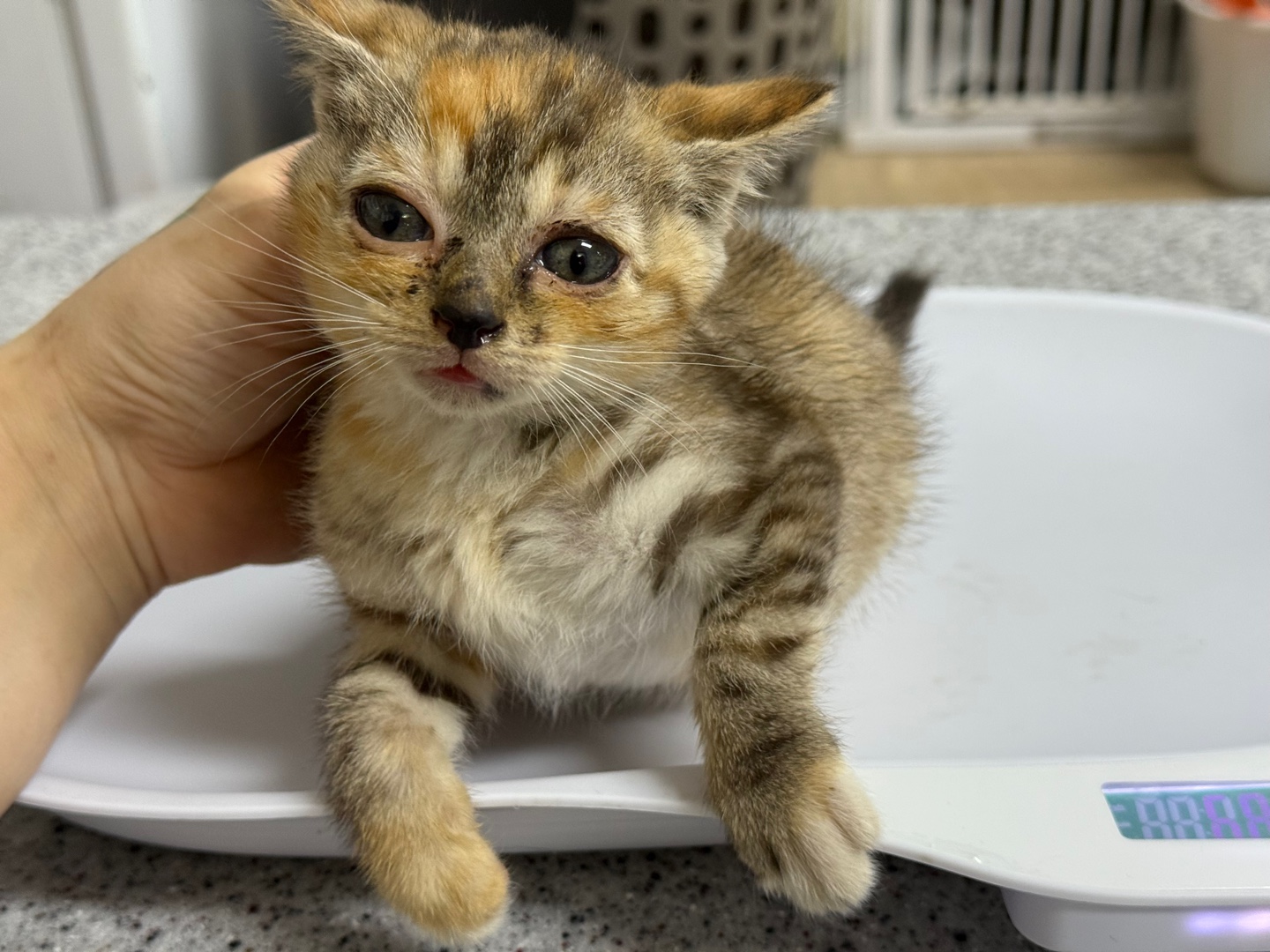 [고양이] 한국 고양이 광주-서구-2025-00164 유기동물 배경 이미지 입니다.