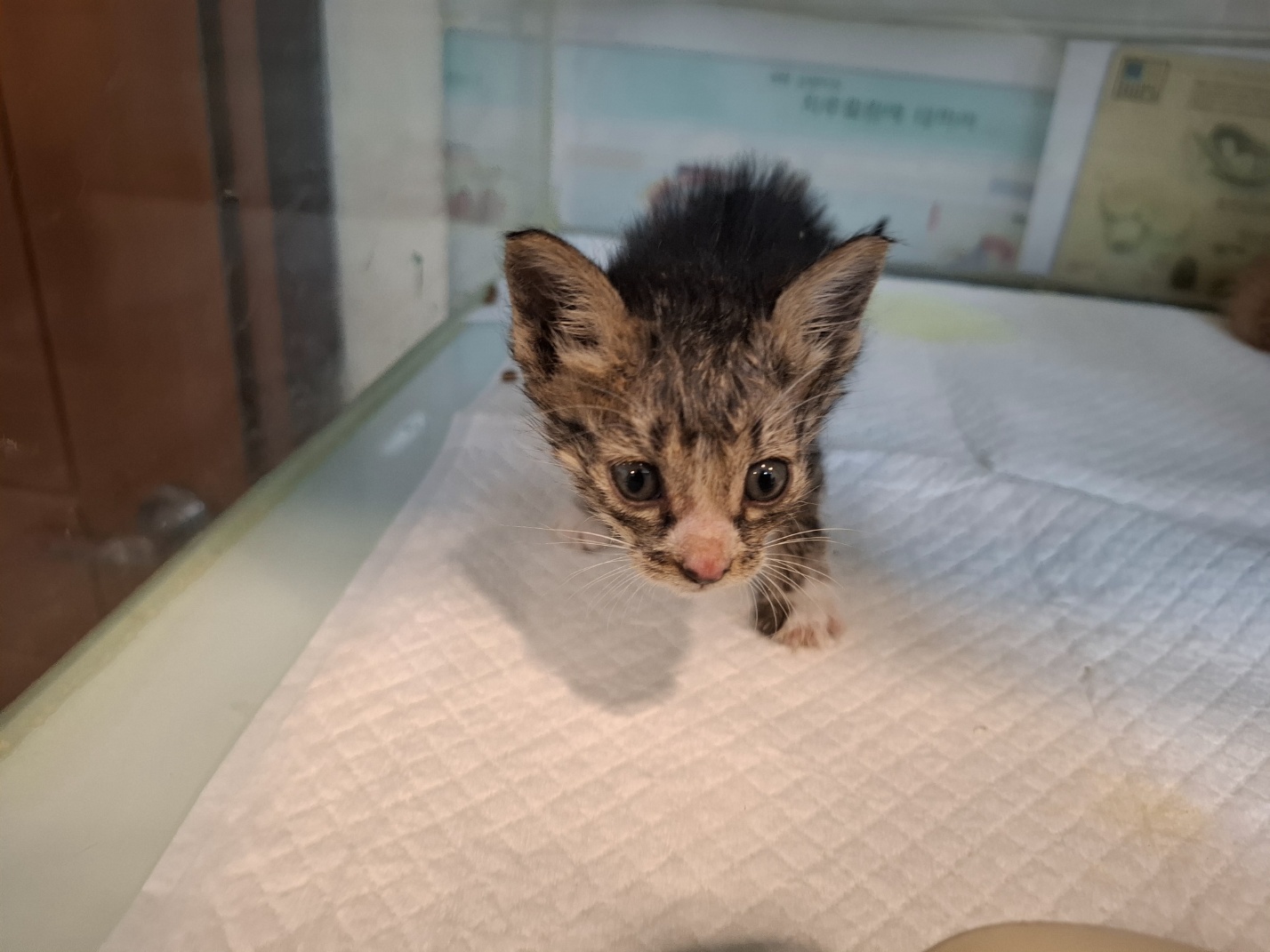 [고양이] 한국 고양이 전북-전주-2025-00482 유기동물 배경 이미지 입니다.
