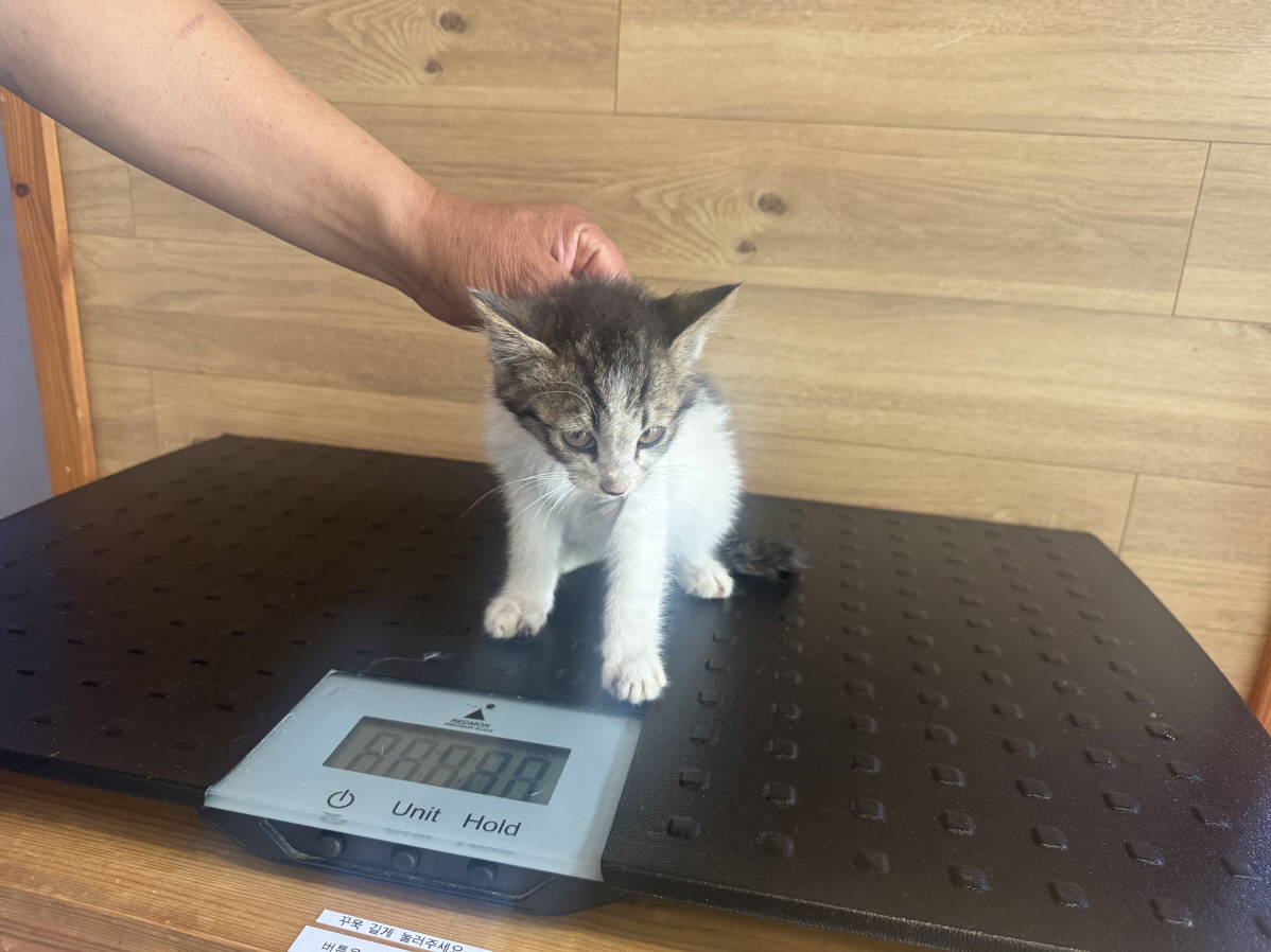 [고양이] 한국 고양이 전북-전주-2025-00483 유기동물 배경 이미지 입니다.