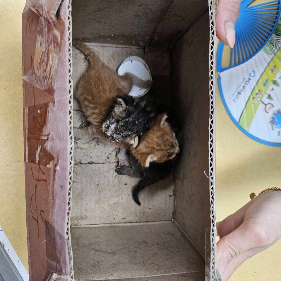 [고양이] 한국 고양이 대구-서구-2025-00279 유기동물 배경 이미지 입니다.