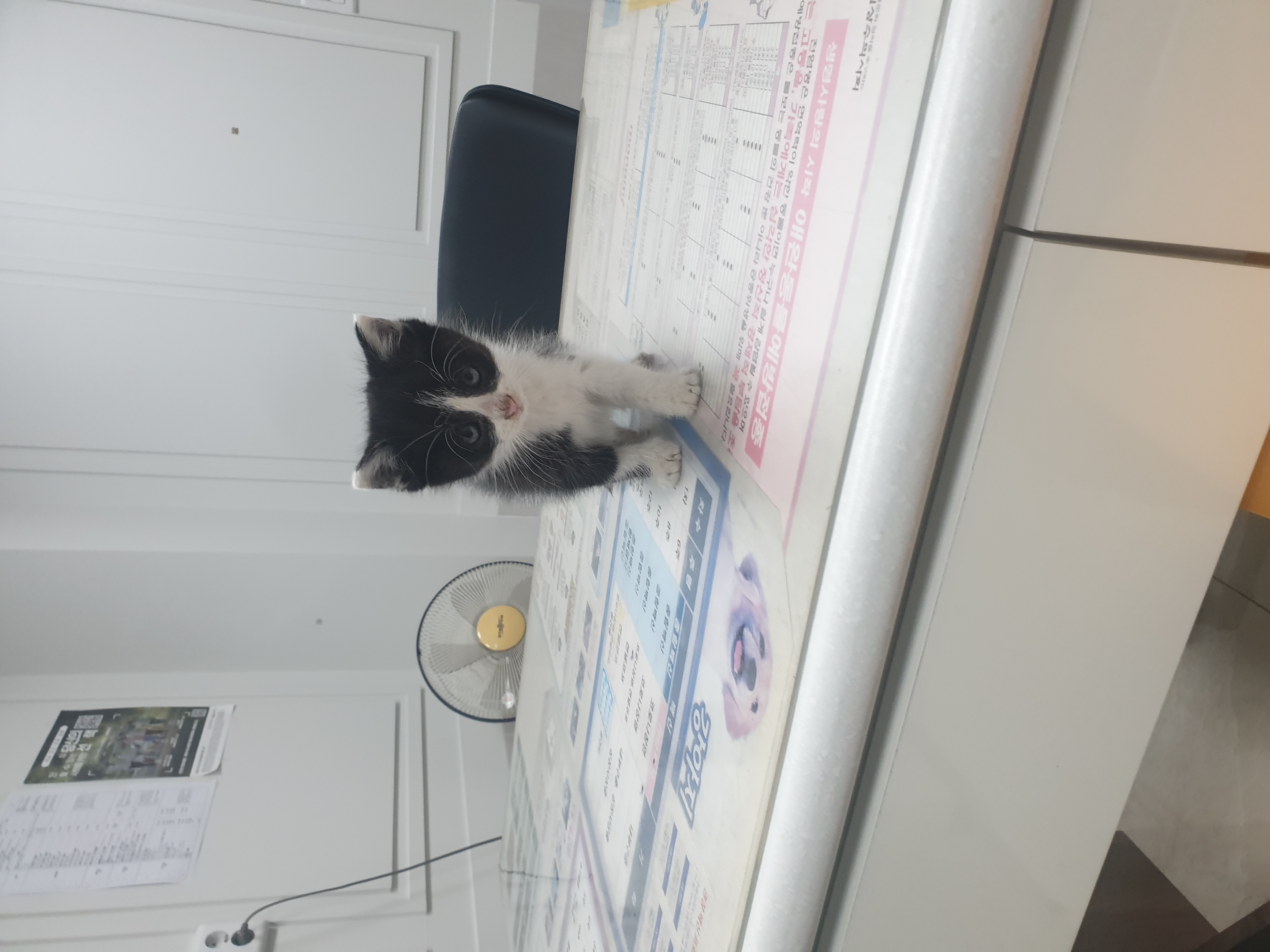 [고양이] 한국 고양이 대구-서구-2025-00281 유기동물 배경 이미지 입니다.