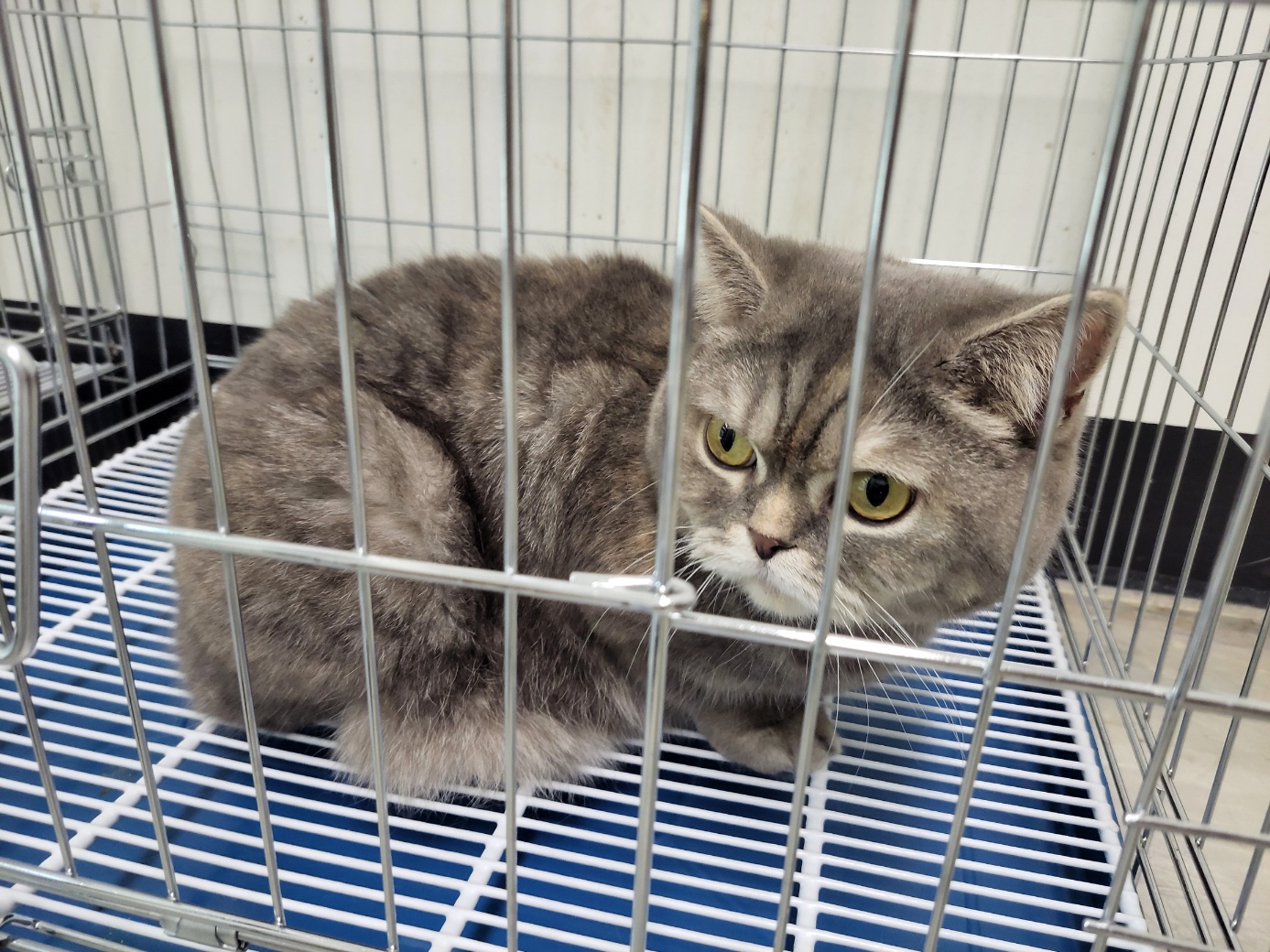 [고양이] 브리티시쇼트헤어 경기-고양-2025-00402 유기동물 배경 이미지 입니다.