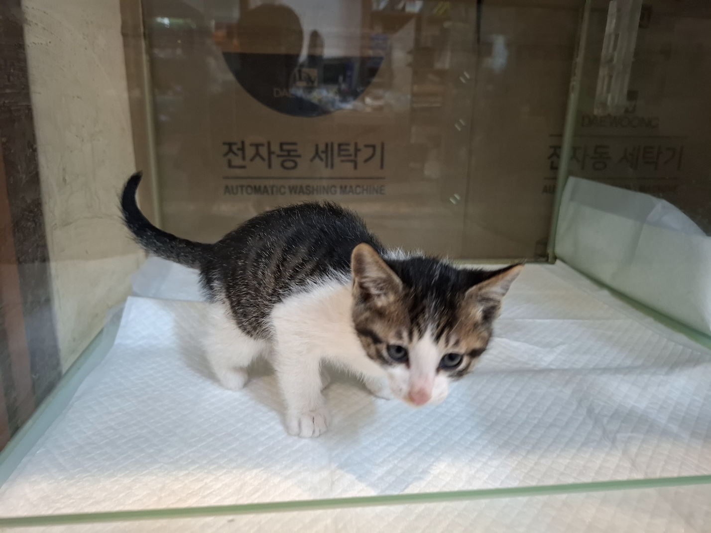 [고양이] 한국 고양이 전북-전주-2025-00488 유기동물 배경 이미지 입니다.