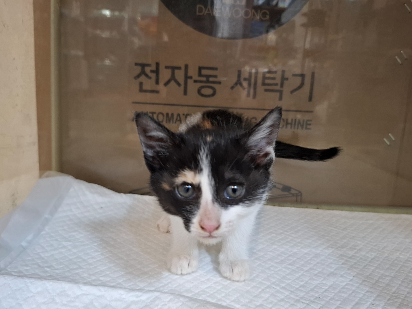 [고양이] 한국 고양이 전북-전주-2025-00487 유기동물 배경 이미지 입니다.