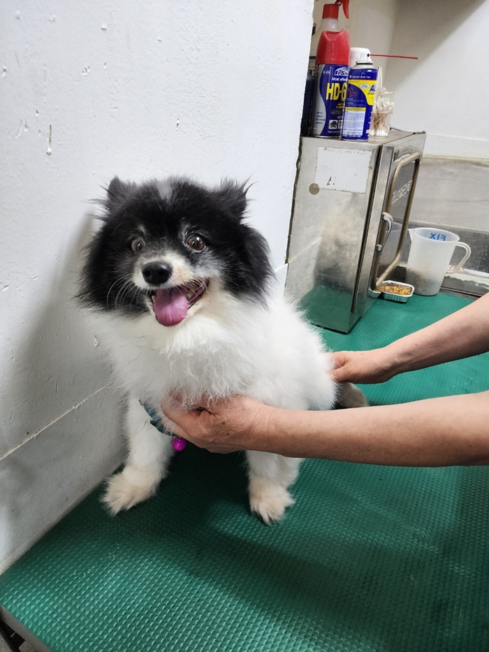 [개] 포메라니안 서울-양천-2025-00053 유기동물 배경 이미지 입니다.