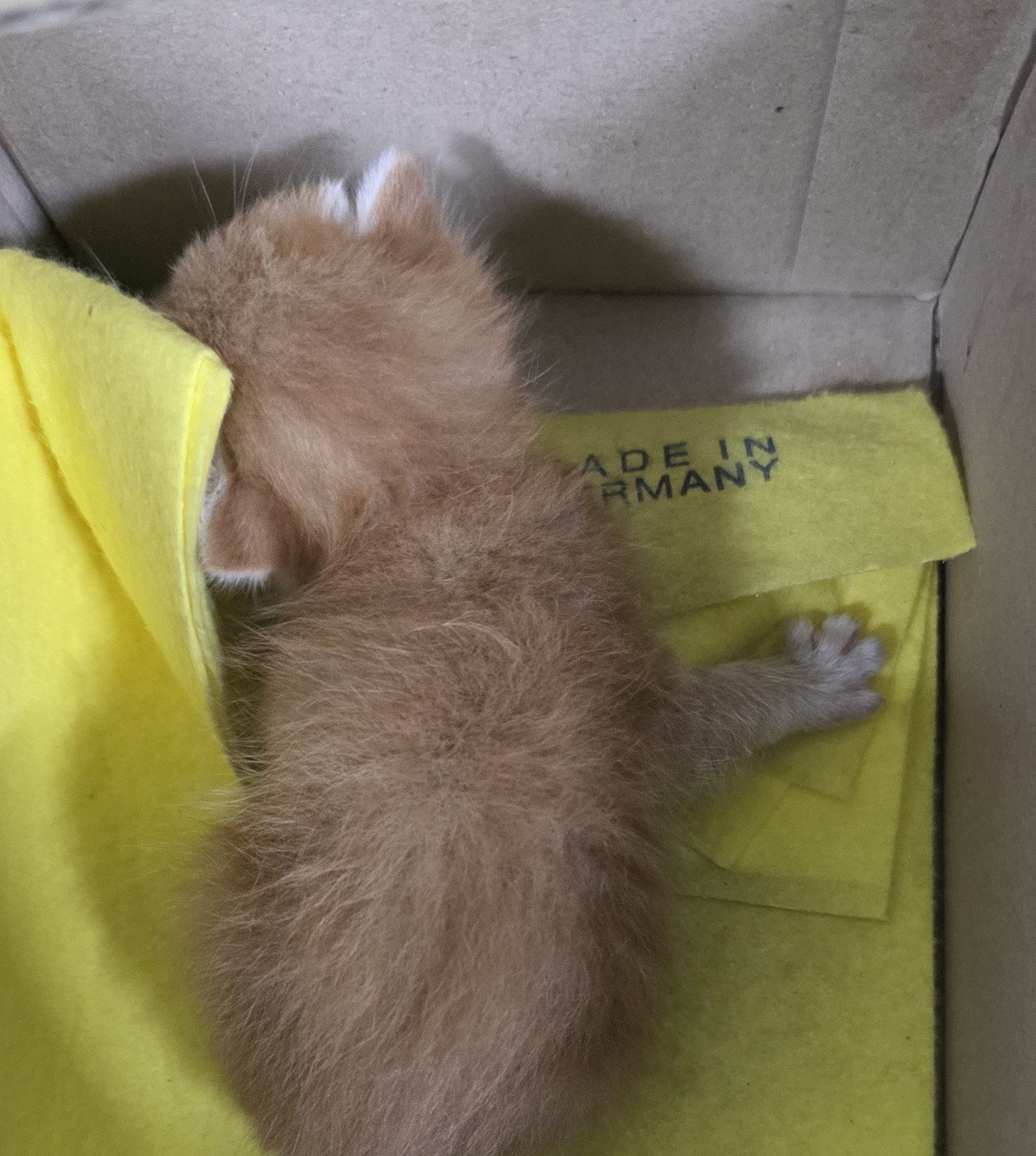 [고양이] 한국 고양이 대구-달서-2025-00130 유기동물 배경 이미지 입니다.