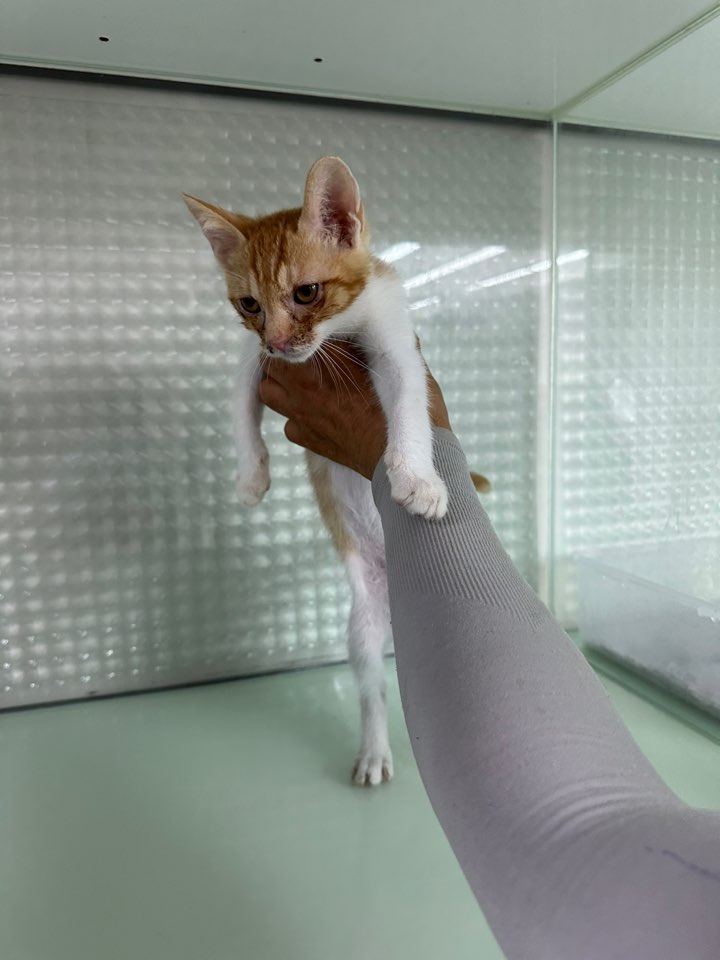 [고양이] 한국 고양이 인천-중구-2025-00248 유기동물 배경 이미지 입니다.