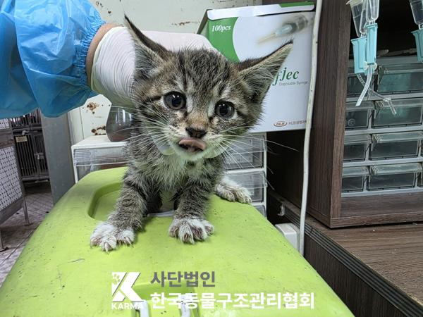 [고양이] 한국 고양이 서울-금천-2025-00082 유기동물 배경 이미지 입니다.