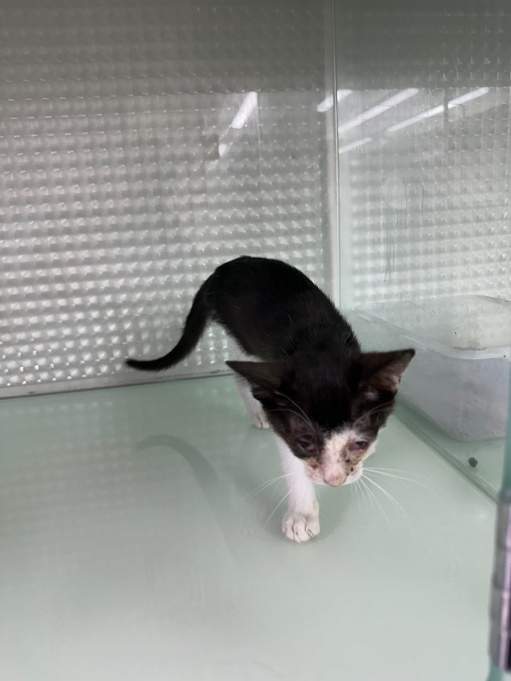 [고양이] 한국 고양이 인천-중구-2025-00247 유기동물 배경 이미지 입니다.