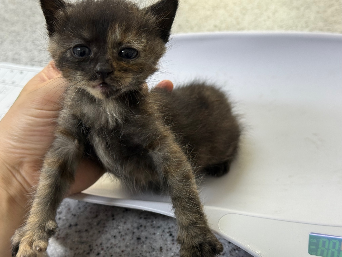 [고양이] 한국 고양이 광주-서구-2025-00166 유기동물 배경 이미지 입니다.