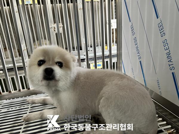 [개] 포메라니안 서울-구로-2025-00073 유기동물 배경 이미지 입니다.