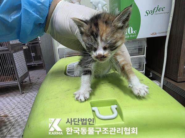 [고양이] 한국 고양이 서울-성북-2025-00063 유기동물 배경 이미지 입니다.