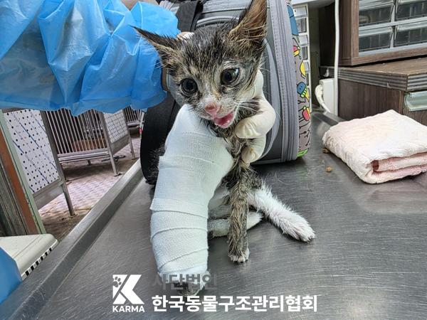 [고양이] 한국 고양이 서울-서대문-2025-00078 유기동물 배경 이미지 입니다.