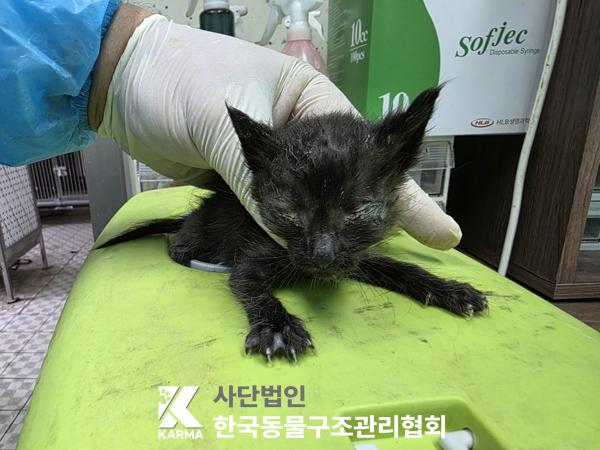 [고양이] 한국 고양이 서울-성북-2025-00064 유기동물 배경 이미지 입니다.