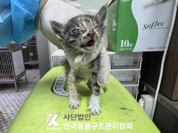 [고양이] 한국 고양이 서울-성북-2025-00062 유기동물 배경 이미지 입니다.
