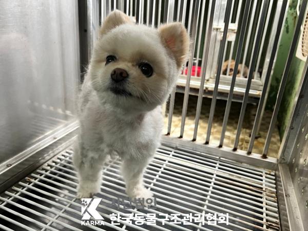 [개] 포메라니안 서울-동대문-2025-00141 유기동물 배경 이미지 입니다.